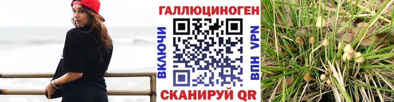 закладка Шилка это какой сайт Псилоцибиновые грибы GOLDEN TEACHER